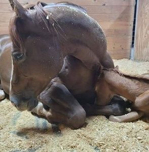 Meet your Posher, Sharon